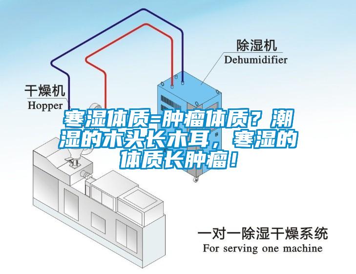 寒濕體質(zhì)=腫瘤體質(zhì)？潮濕的木頭長木耳，寒濕的體質(zhì)長腫瘤！