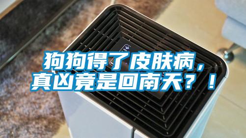 狗狗得了皮膚病，真兇竟是回南天？！